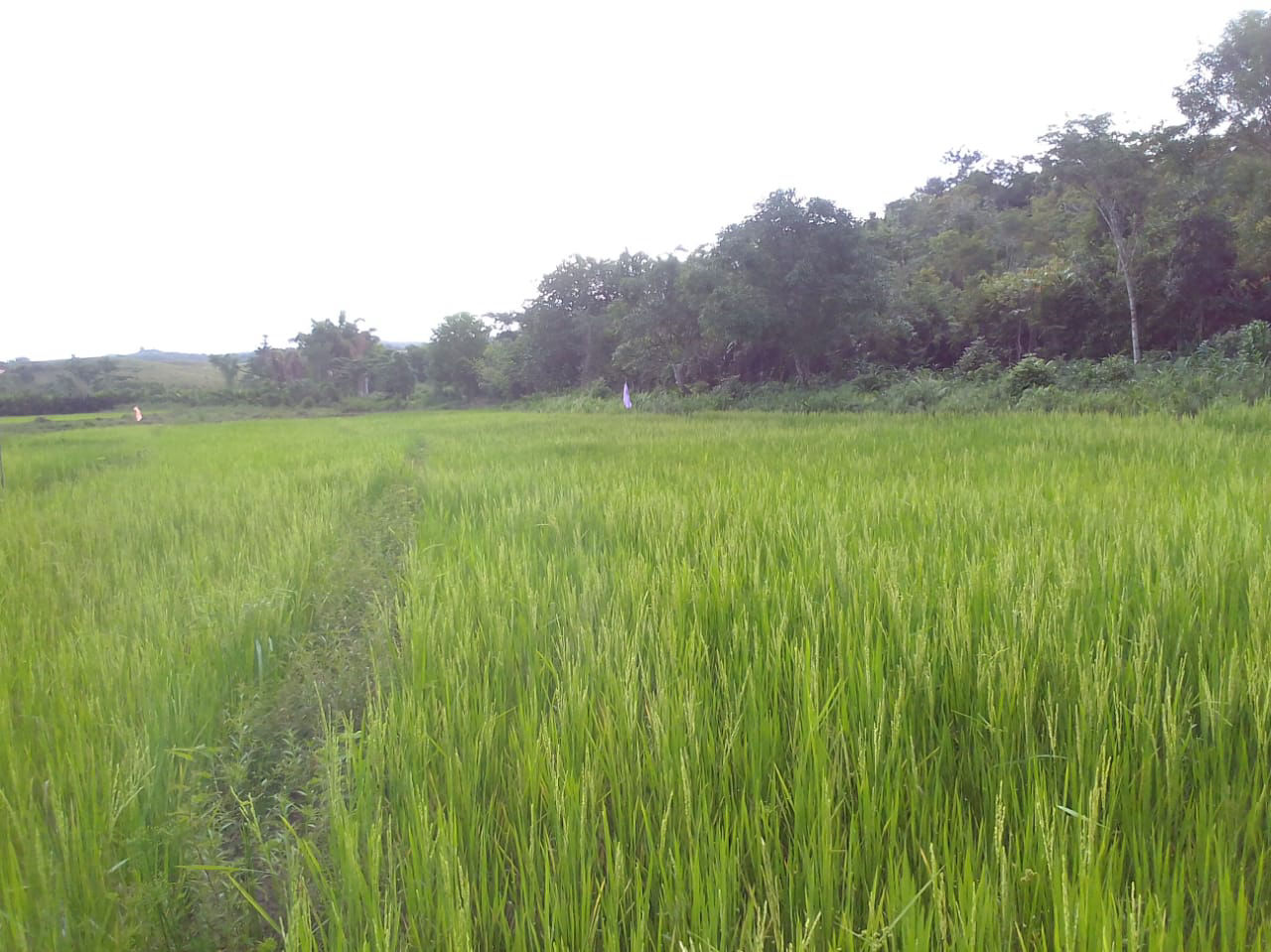 Progetto risaie - la risaia