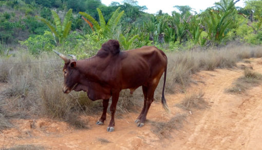 Progetto risaie - Lo zebu