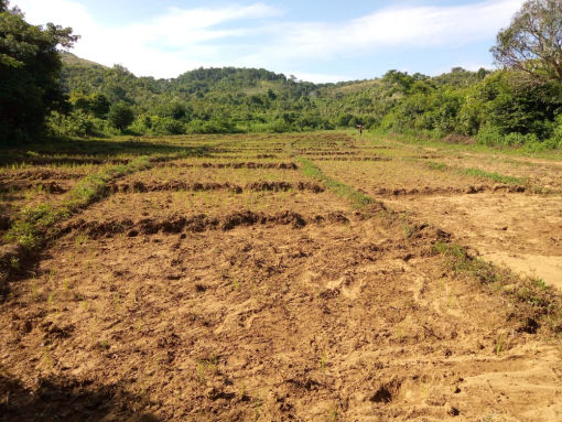 Progetto risaie - Ankaramibe