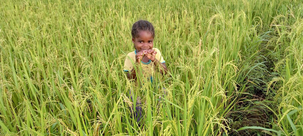 Progetto risaie - Ankaramibe